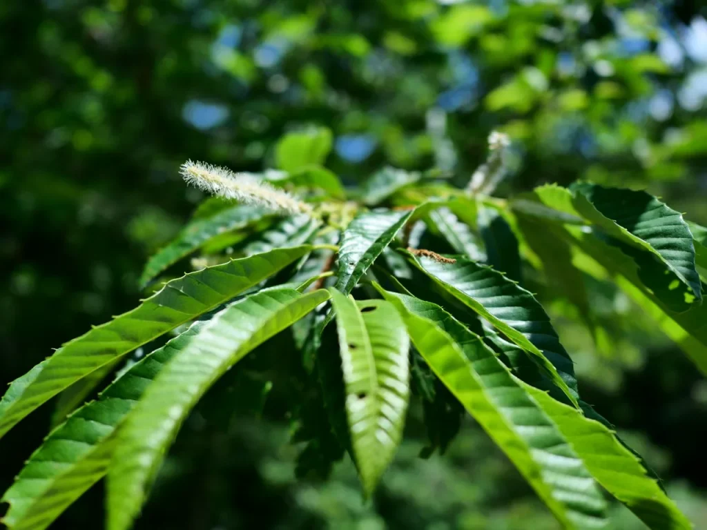 長い花穂をつけたクリの枝葉