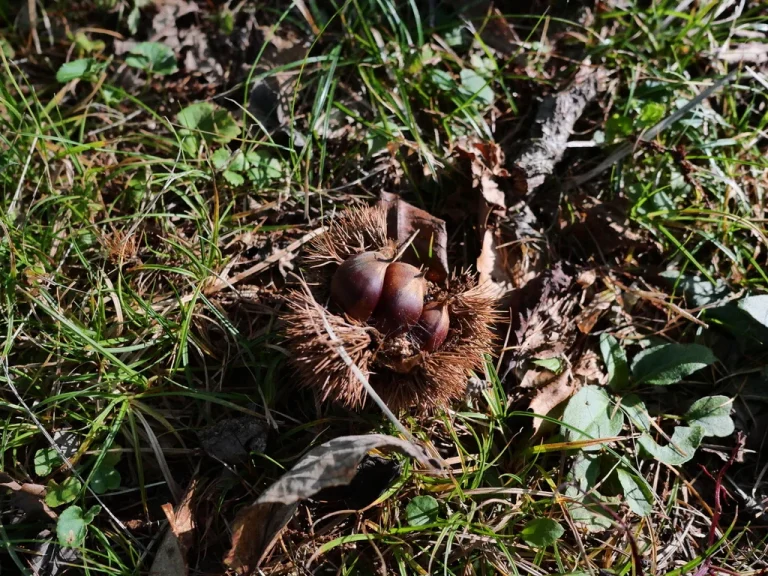 草や落ち葉の間にある、茶色く開いたクリのいがと中の実