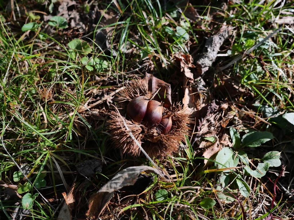 草や落ち葉の間にある、茶色く開いたクリのいがと中の実