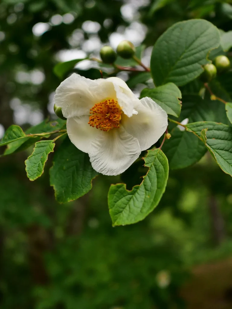 初夏に咲くナツツバキの白い5弁花と黄色い雄しべ、丸いつぼみ