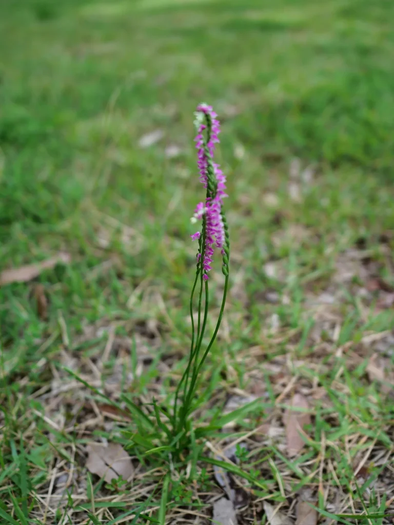 草地に咲くネジバナの桃色の小花がらせん状に並ぶ花茎