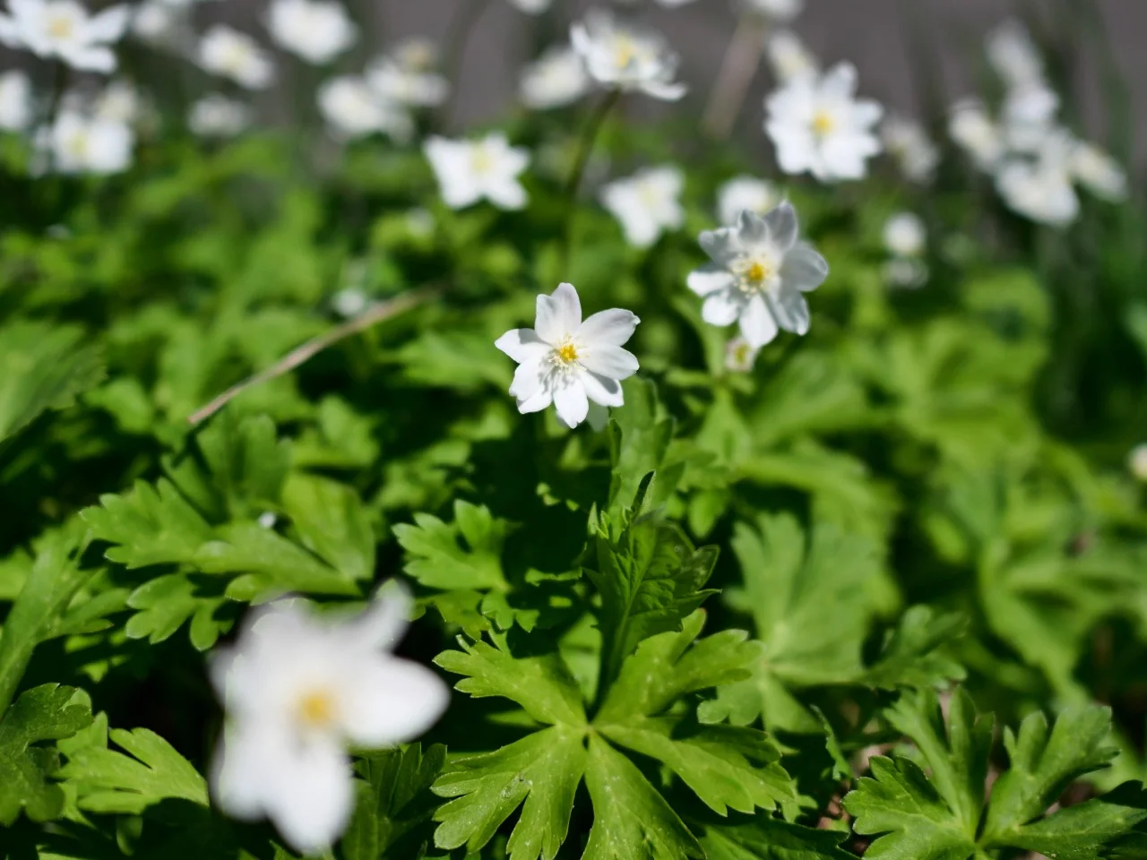 ニリンソウの花と葉