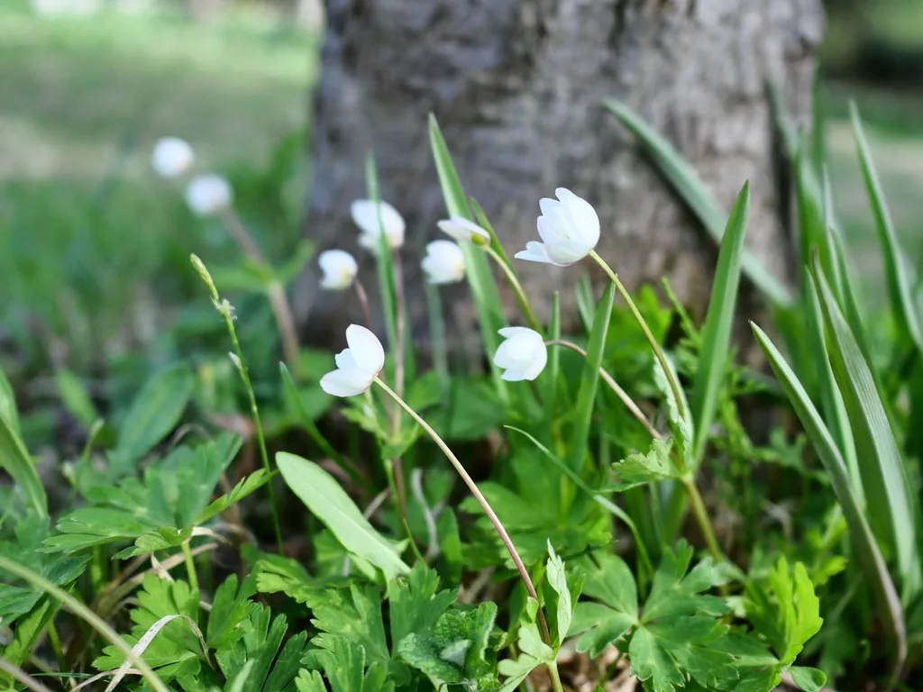 木の根元で白い花を咲かせるニリンソウ