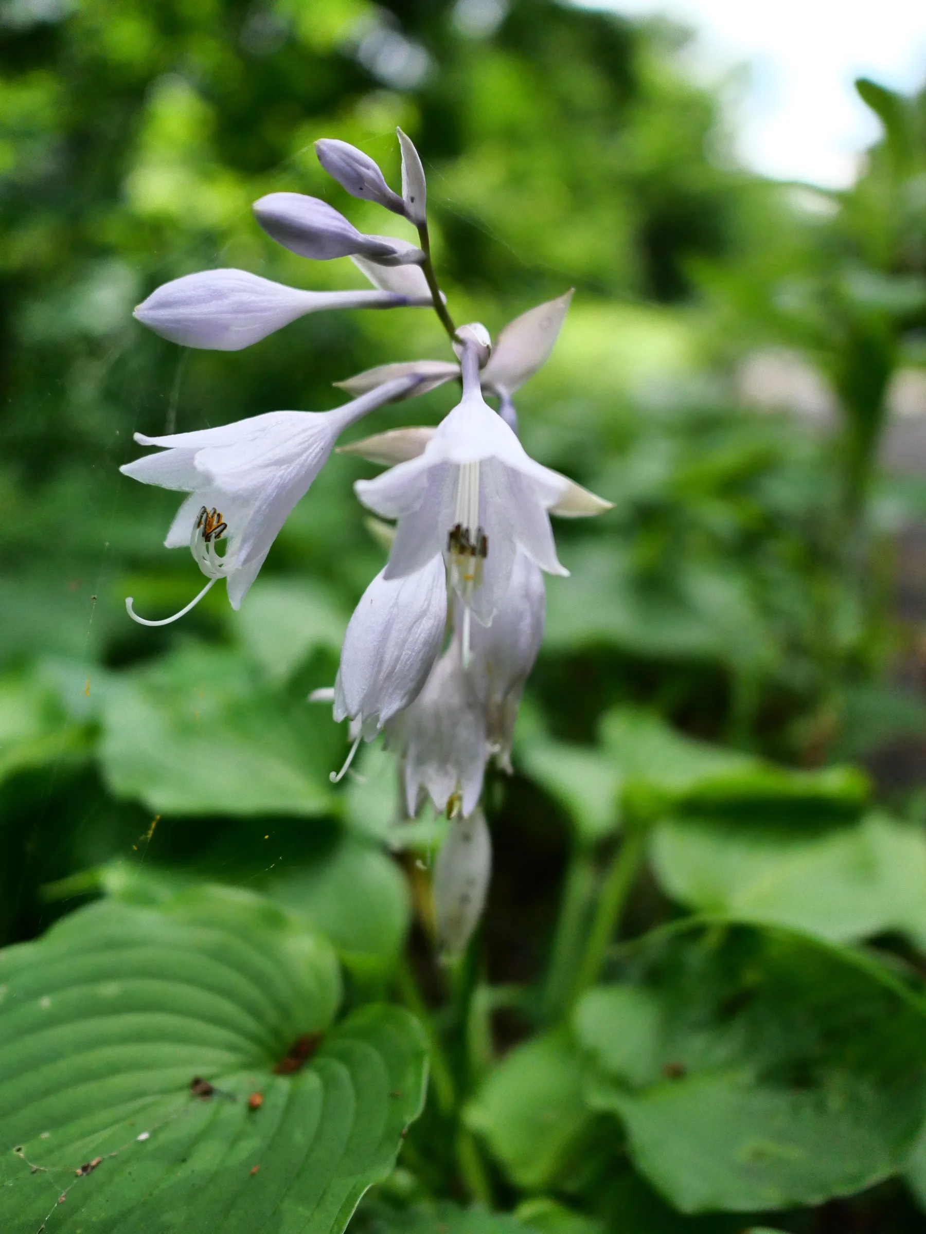 淡紫色の筒状花をつけるオオバギボウシの花。