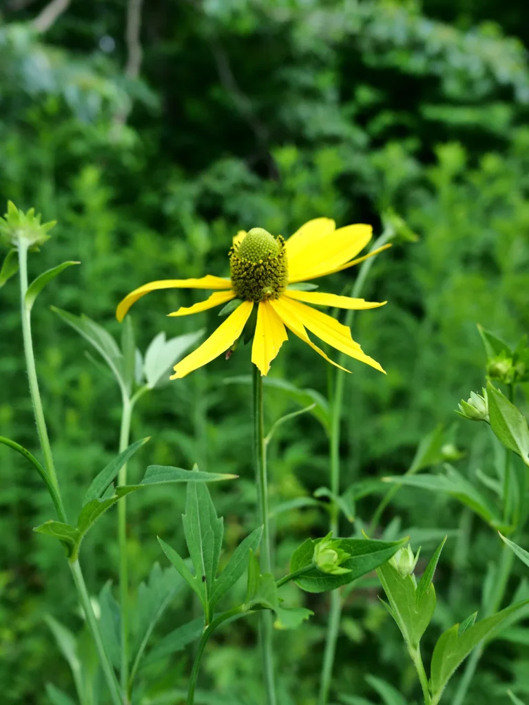 黄色い舌状花と盛り上がった中心部が見えるオオハンゴンソウの花