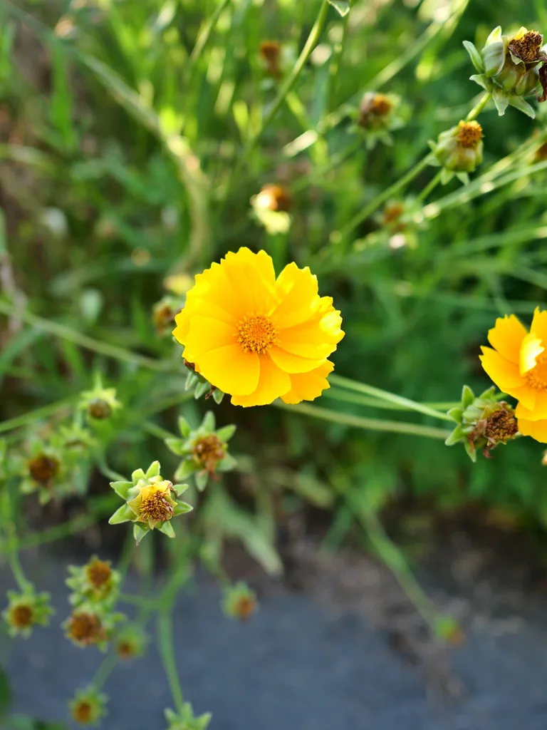 黄色い花を咲かせるオオキンケイギク