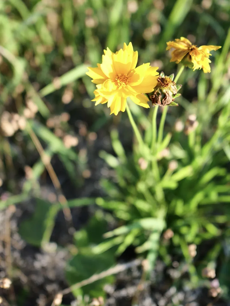 咲き終わりの花も見えるオオキンケイギク