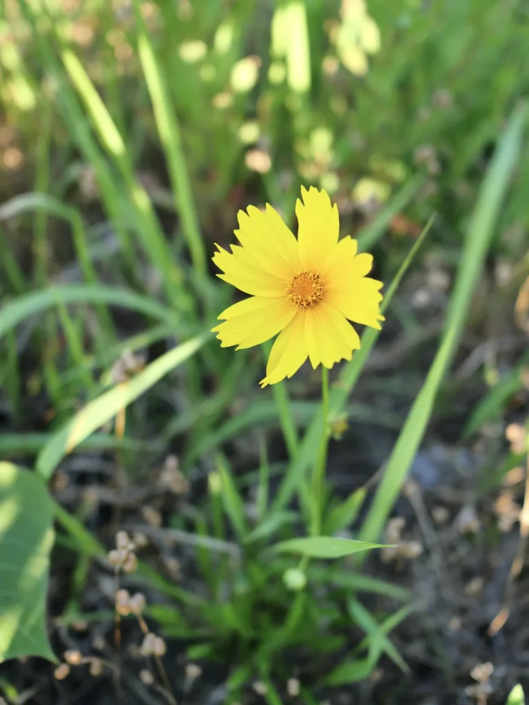 黄色い舌状花が目立つオオキンケイギク