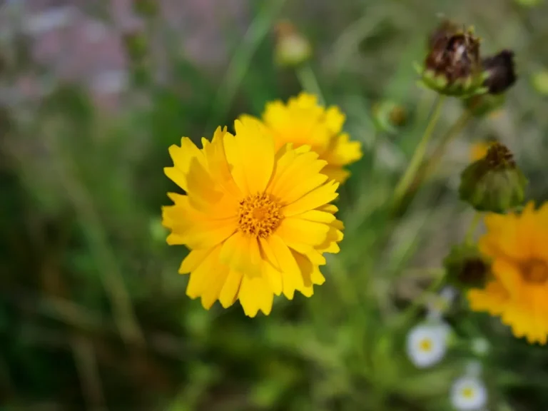 黄色い花弁の先が不規則に切れ込むオオキンケイギクの花