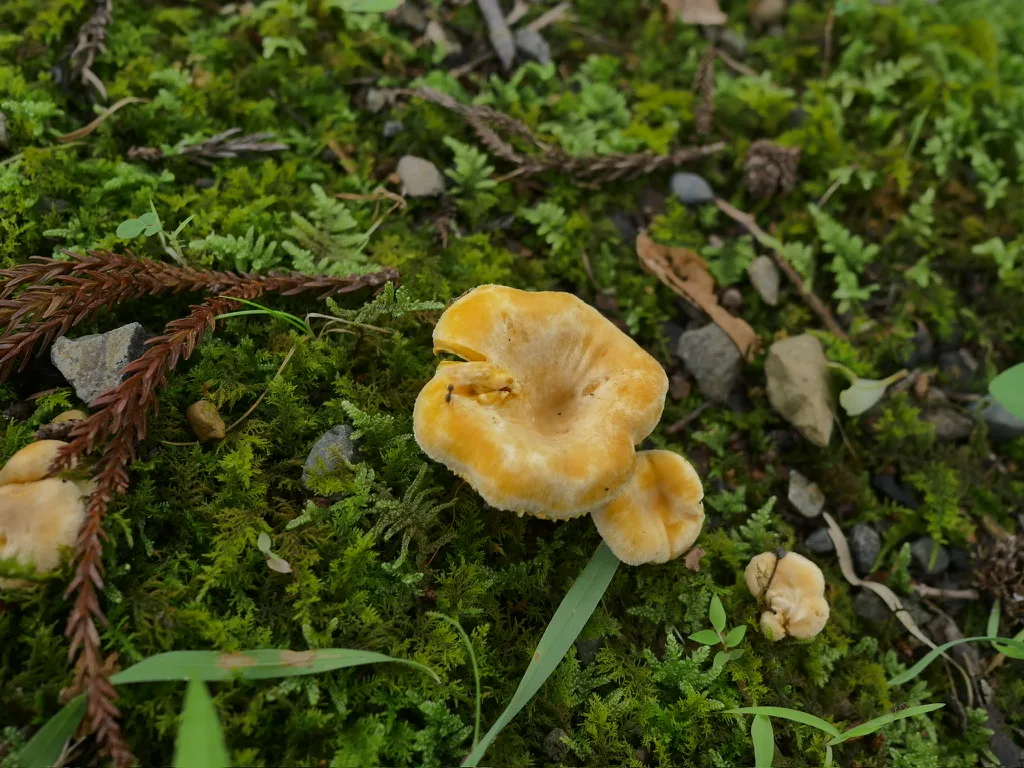 苔むした林床に複数出た橙黄色のアンズタケと思われるキノコ