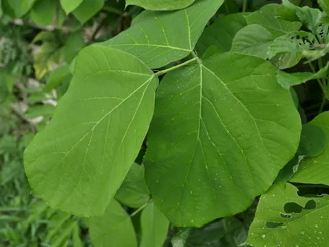 庭で繁茂するクズの大きな三出複葉