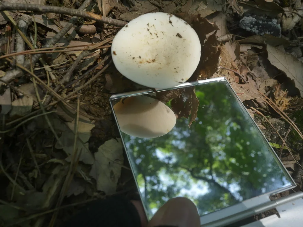 林床の白い傘とミラーに映った細かく密なひだを確認したツチカブリと思われるキノコ
