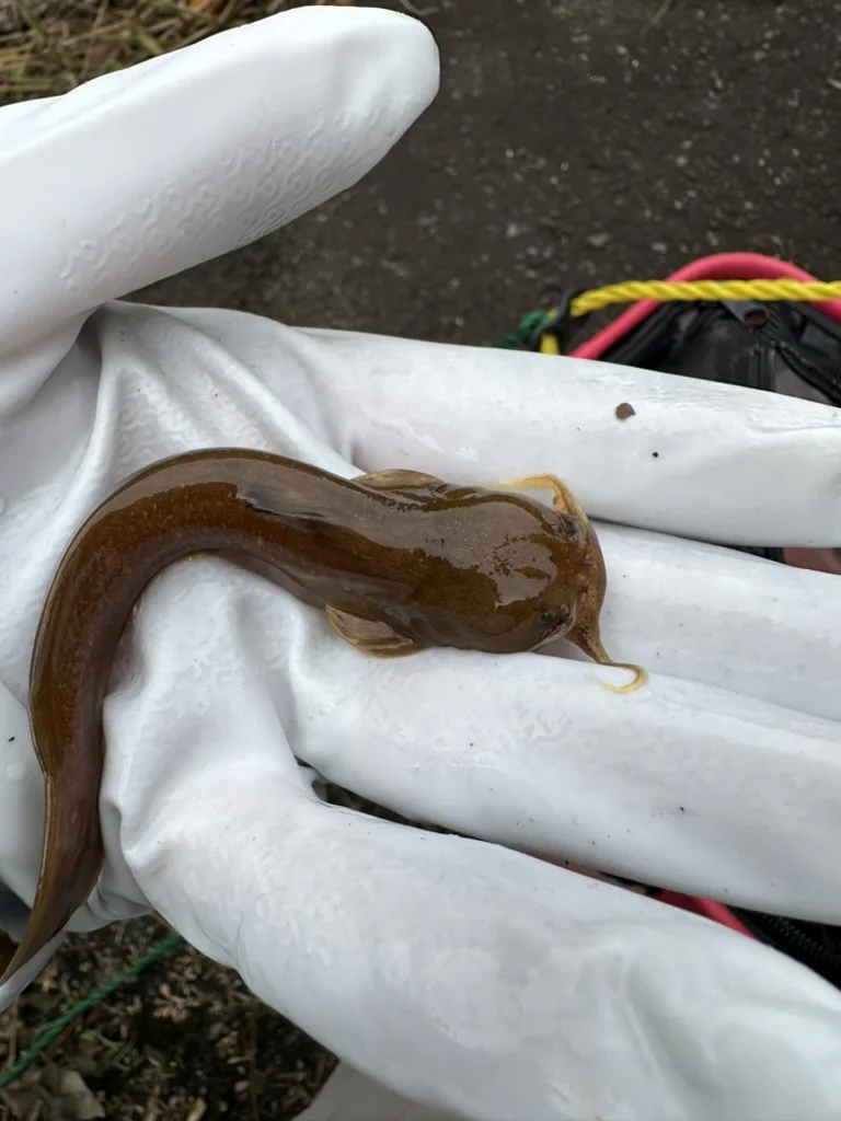 白い手袋の上に乗せて体形とひげを確認した赤褐色のアカザ