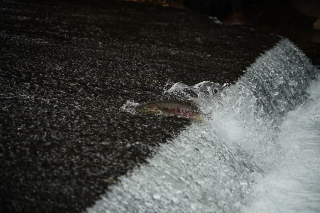 秋の河川で水しぶきを上げながら段差を越えて遡上するシロザケ