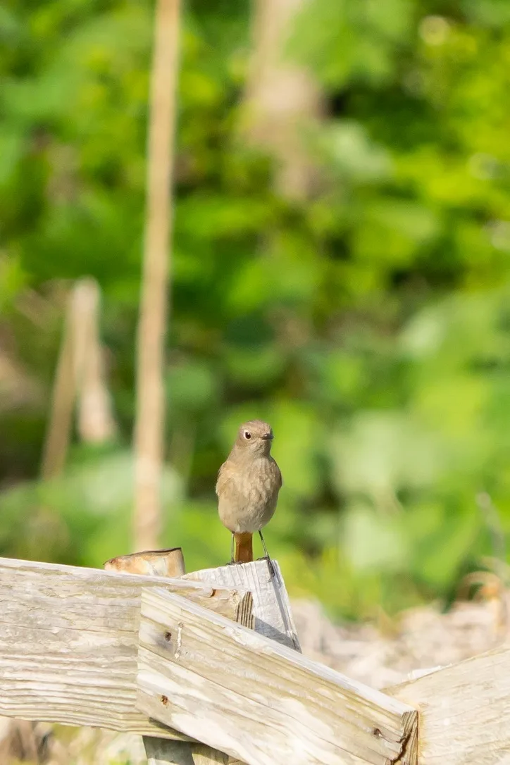 春の草地で木柵にとまる灰褐色のジョウビタキのメスと思われる個体