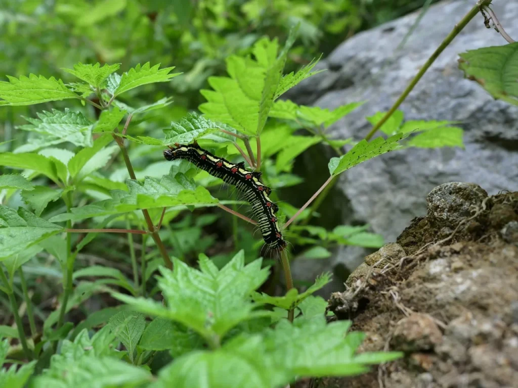 イラクサ科と思われる植物の葉にいる黒い体に淡黄色の線と赤い斑点があるフクラスズメの幼虫
