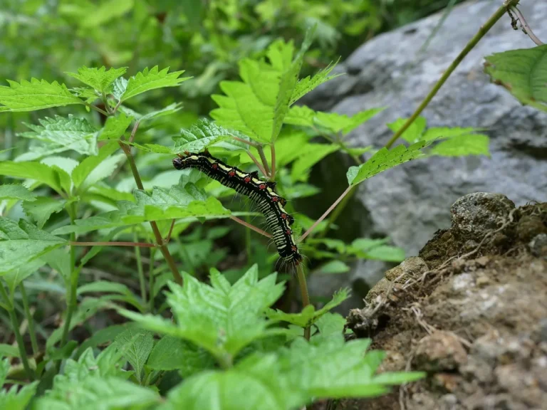 イラクサ科と思われる植物の葉にいる黒い体に淡黄色の線と赤い斑点があるフクラスズメの幼虫