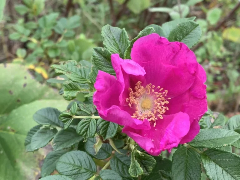 しわの深い緑の葉に囲まれて咲く紅紫色のハマナスの花