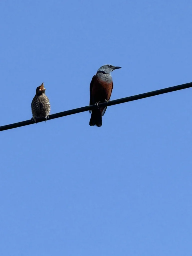 電線に並ぶイソヒヨドリの成鳥オスと口を開ける幼鳥