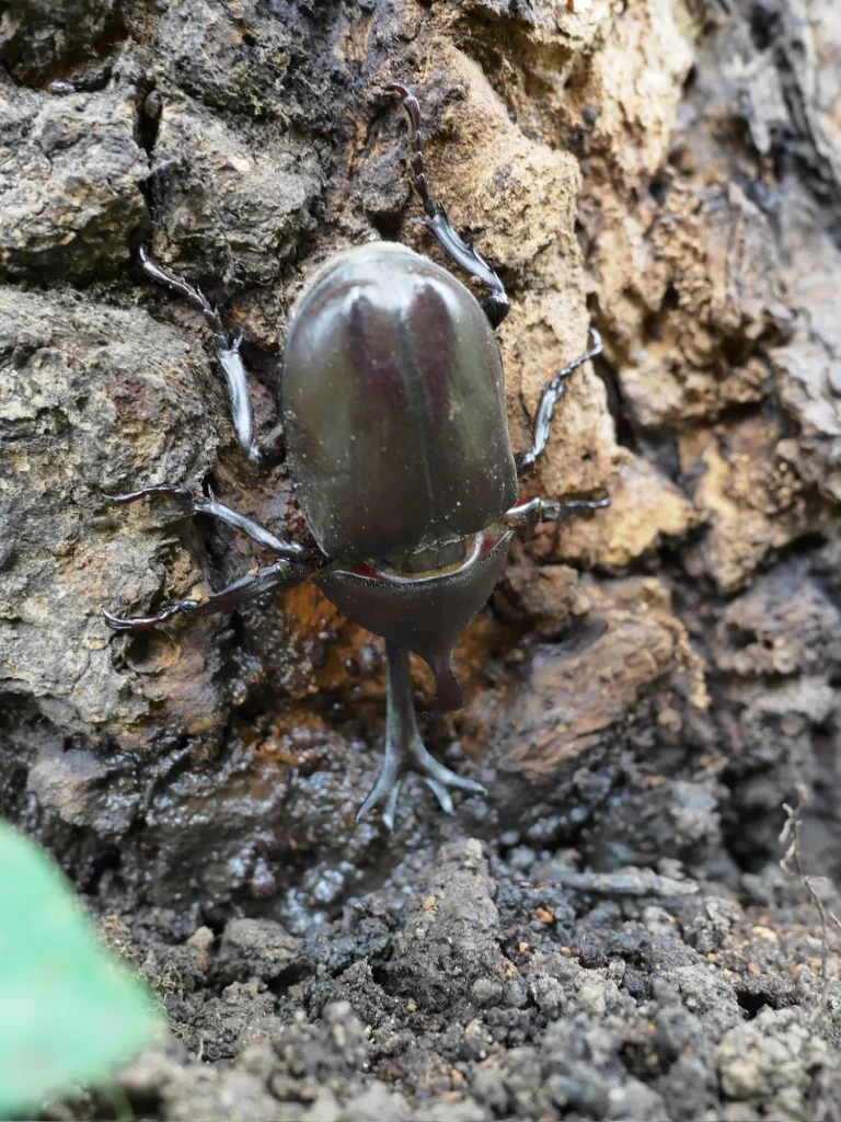日中に樹液が出ている木の幹にとまり樹液を吸う雌のカブトムシ