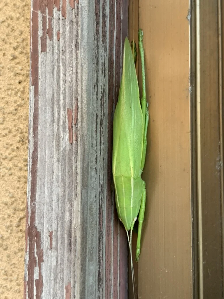 木枠のすき間に縦向きにとまる細長い緑色のカヤキリ