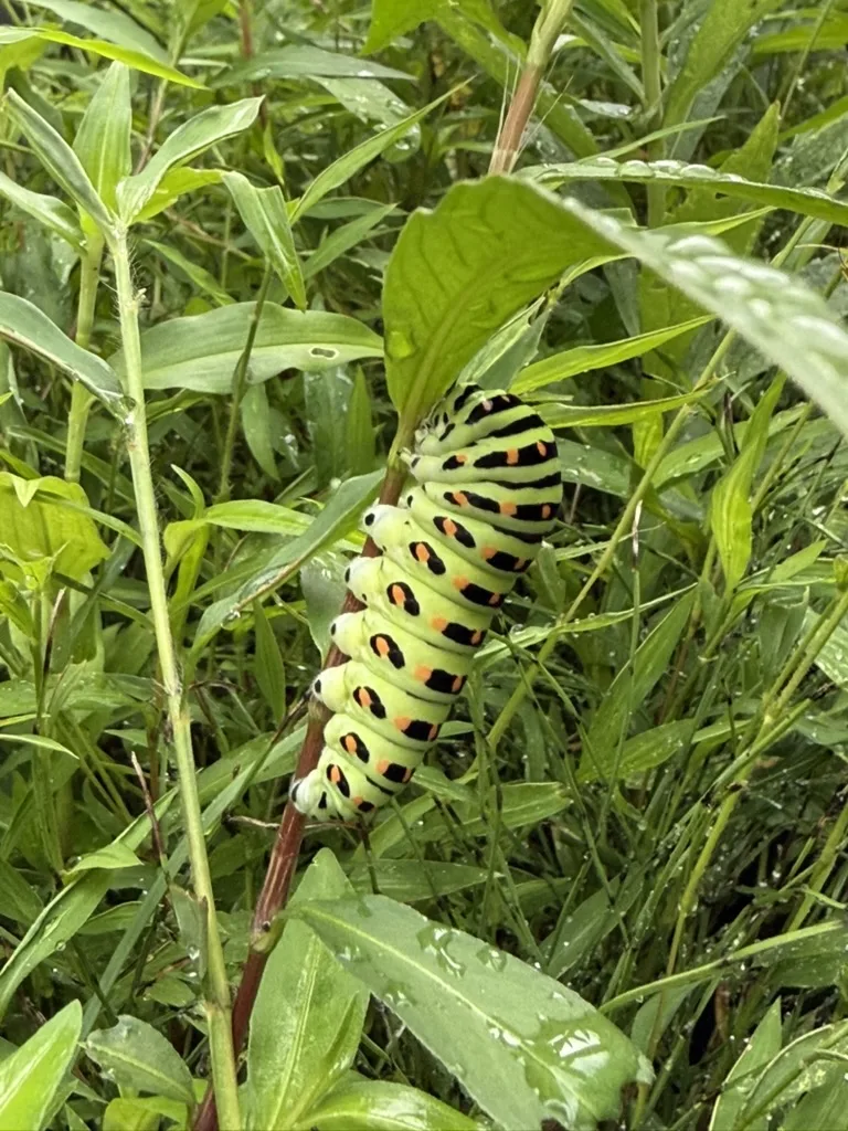 草地の植物の茎につかまる黄緑色の体に黒い帯と橙色の斑があるキアゲハの幼虫