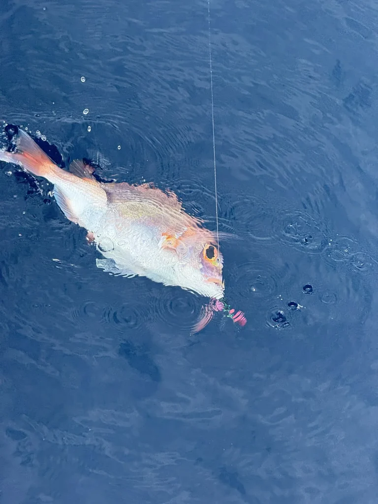 海面で釣り針に掛かり、赤みのある背側と銀白色の腹側が見えるキダイ