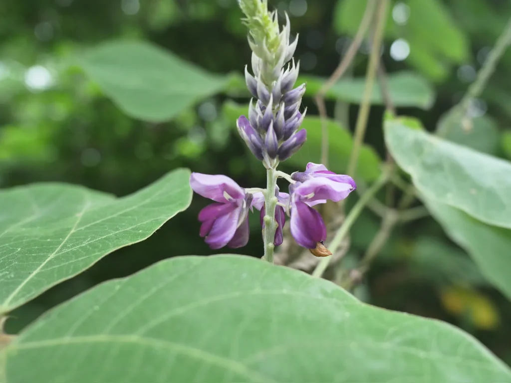 大きな三出複葉の間から赤紫色の蝶形花を穂状に咲かせるクズ