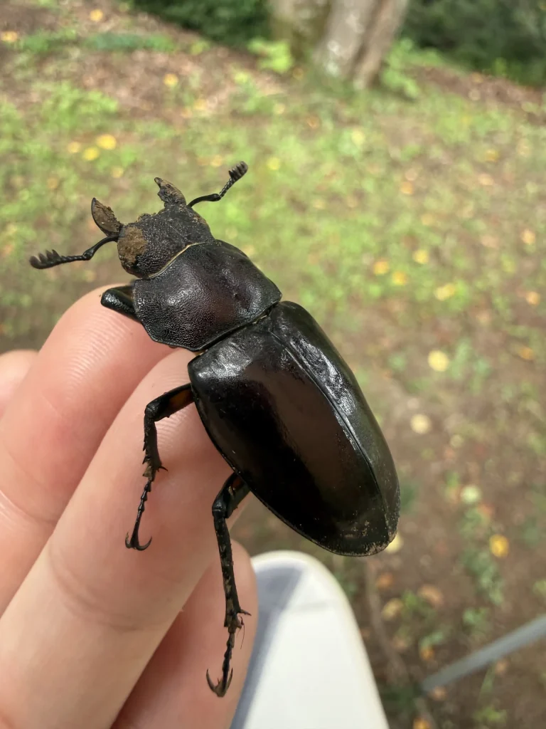 手の指に乗った黒褐色で光沢のあるミヤマクワガタのメスと考えられる個体