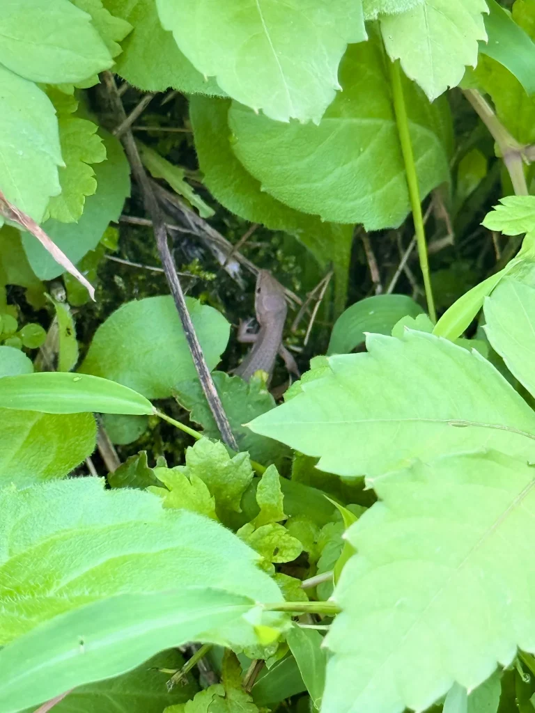 草地の葉陰に身を隠す褐色のニホンカナヘビ