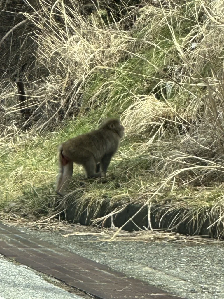 冬枯れの草地がある道路脇に立つニホンザル