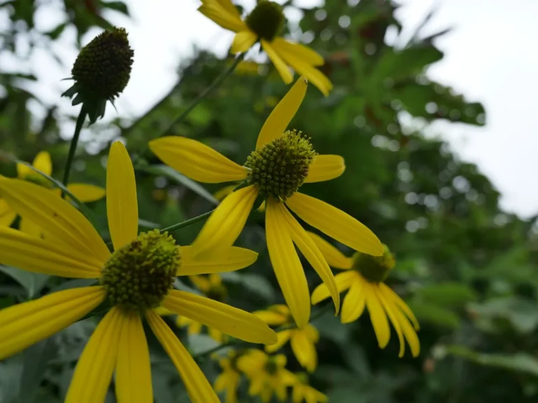 草地で円錐形の花芯と黄色い舌状花を見せて複数開花するオオハンゴンソウ