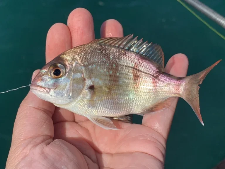 手のひらに載せた淡紅色の体と青い小斑点を持つマダイの幼魚