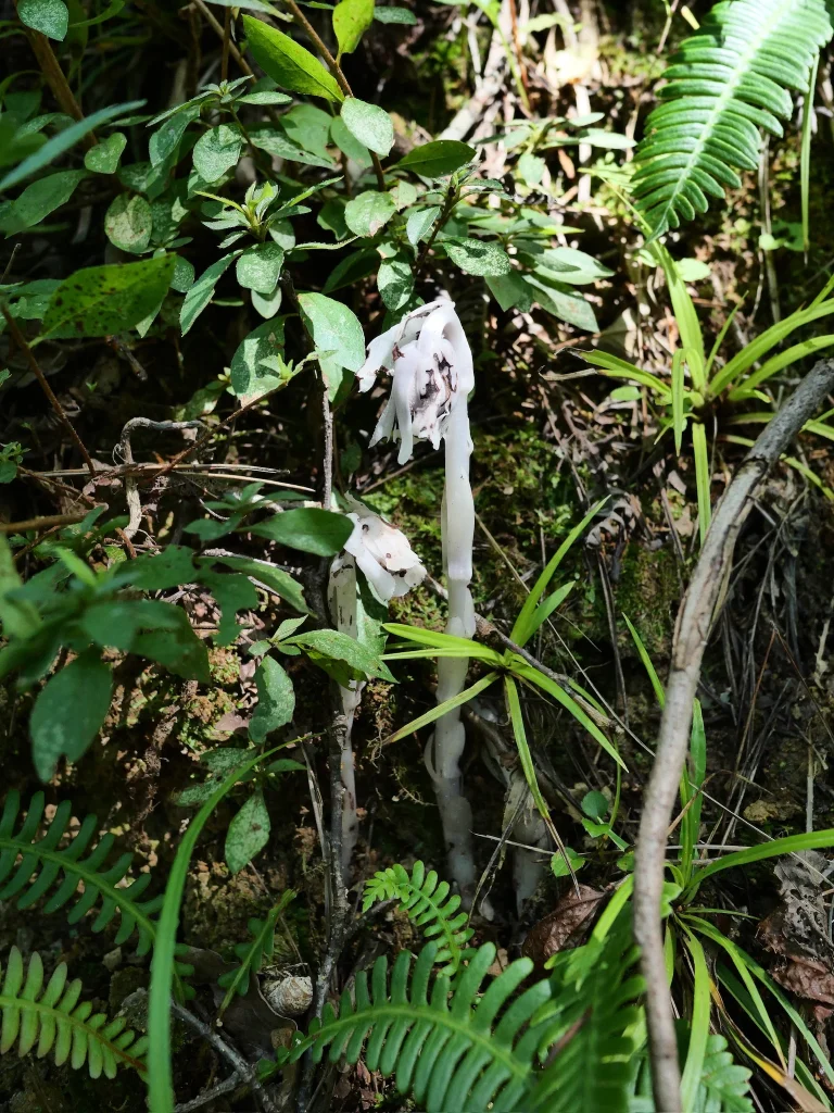シダや草、コケの間に立つギンリョウソウモドキ。白い茎と下向きの花（2026年9月18日）