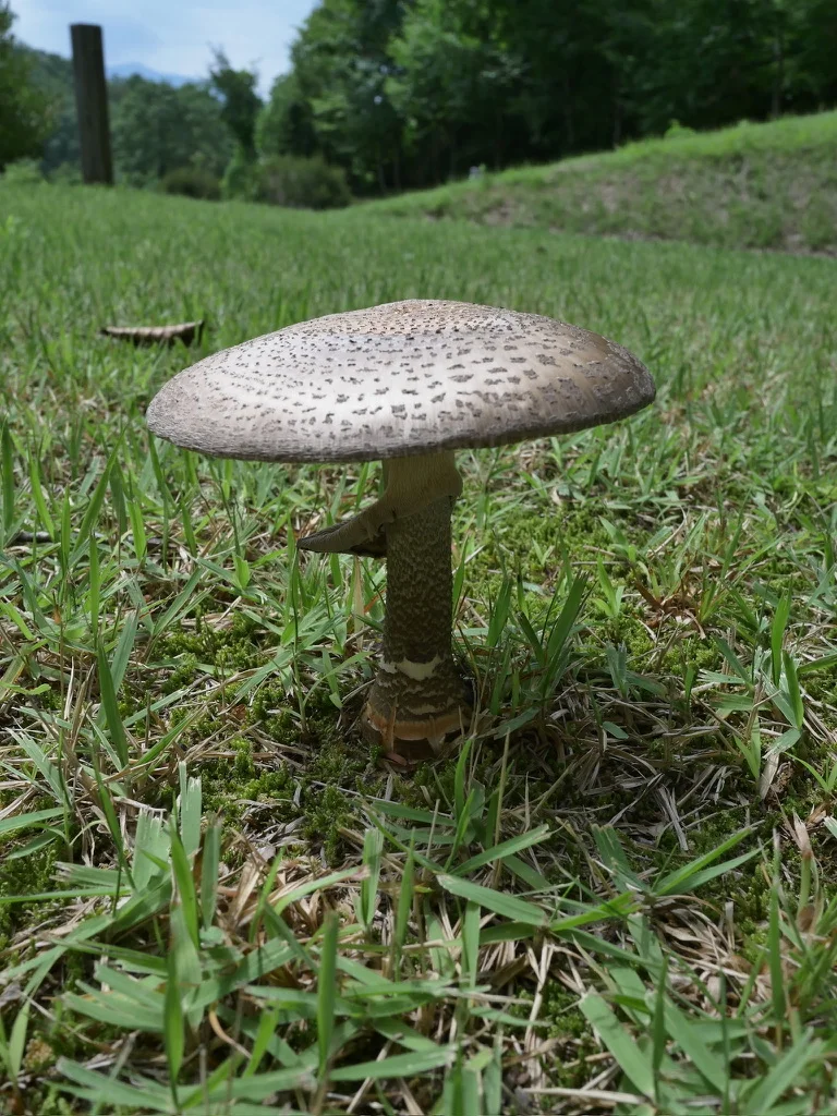草地に立つ、褐色の傘とつば、鱗片のある柄をもつヘビキノコモドキ