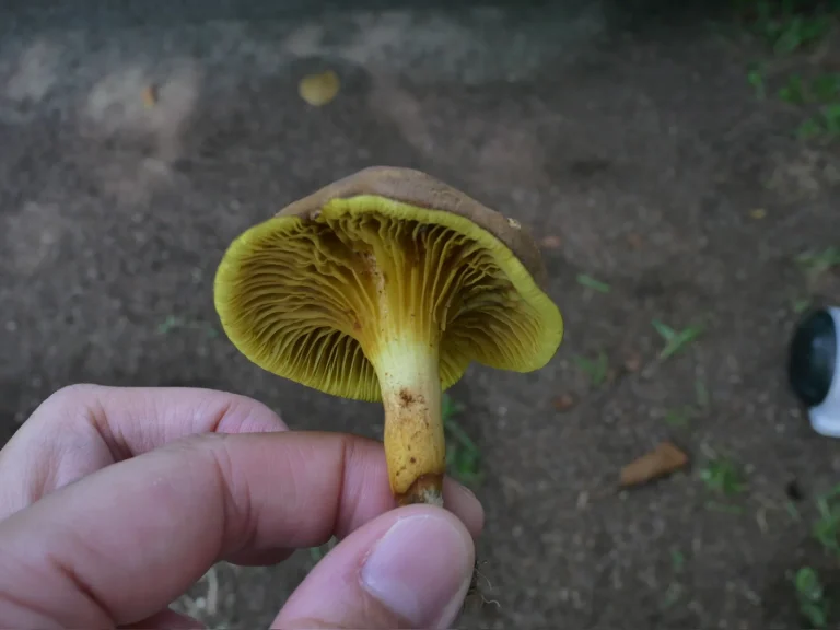 手に持って傘裏を写した、黄色いひだと黄褐色の柄があるキヒダタケ