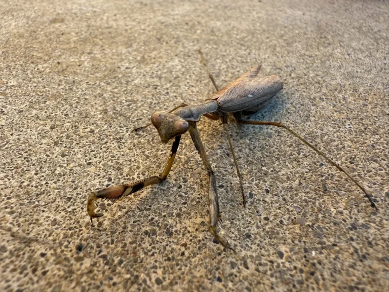 舗装面で鎌状の前脚を構える細身の褐色型コカマキリ