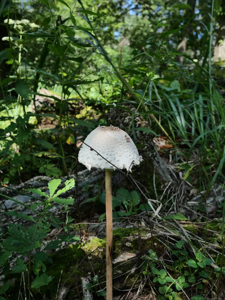 マントカラカサタケ候補の丸い傘と長い柄。傘に淡色の鱗片がある（仮同定）・2026年9月18日