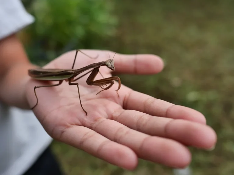 手のひらにとまる褐色のオオカマキリ。鎌状の前脚と緑色を帯びた翅の縁（2026年9月27日）