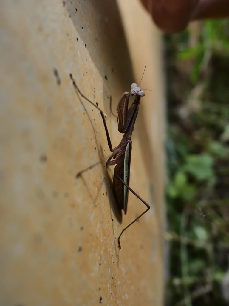 壁面にとまる褐色のオオカマキリを正面寄りから見た姿（2026年9月27日）