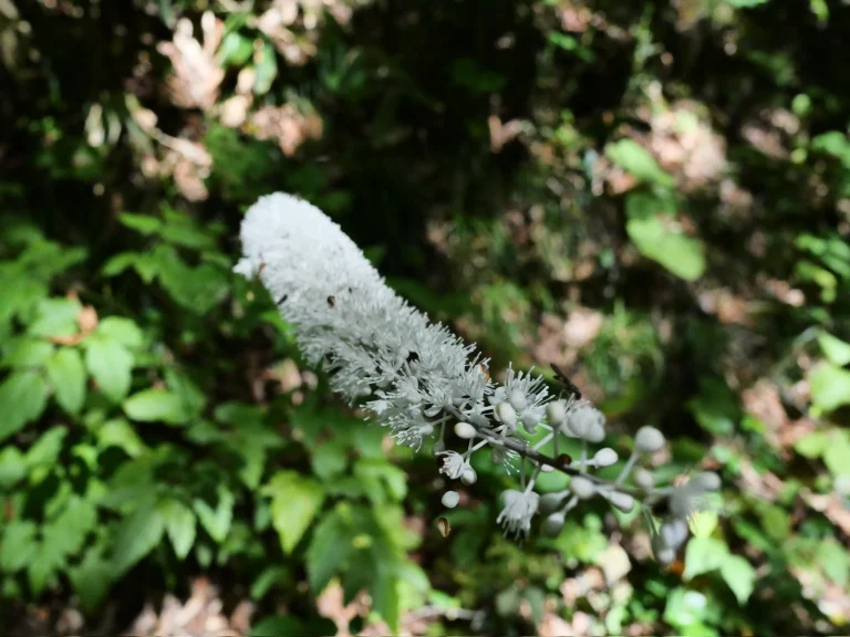 サラシナショウマの白い花序。多数の雄しべが突き出す花と丸いつぼみが見える（2026年9月19日）