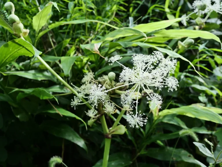 緑の草の間に咲くシシウド。白い小花が放射状に広がる複散形花序（2026年9月18日）