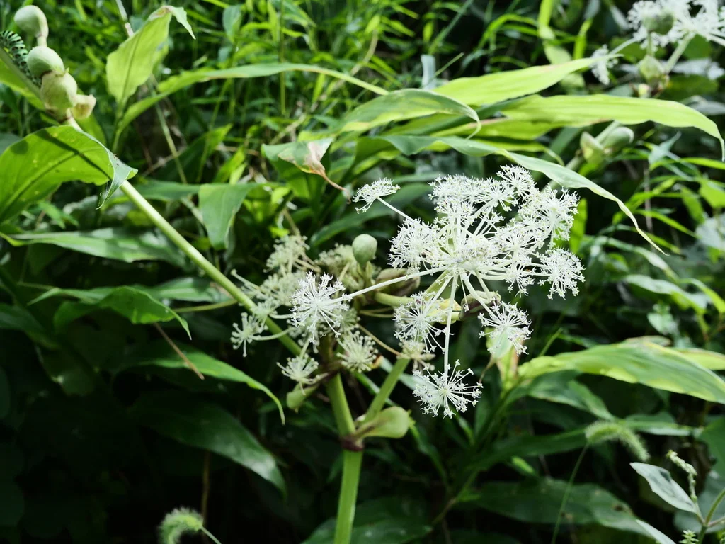 緑の草の間に咲くシシウド。白い小花が放射状に広がる複散形花序（2026年9月18日）
