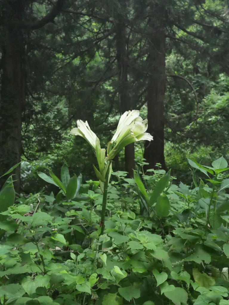 薄暗い林内で横向きの緑白色の筒状花を咲かせるウバユリ