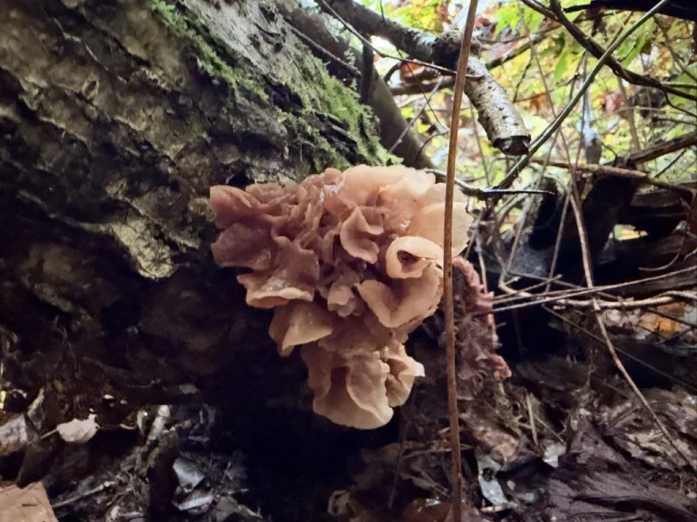 木の側面に生える、淡い桃褐色の花びら状のハナビラニカワタケ