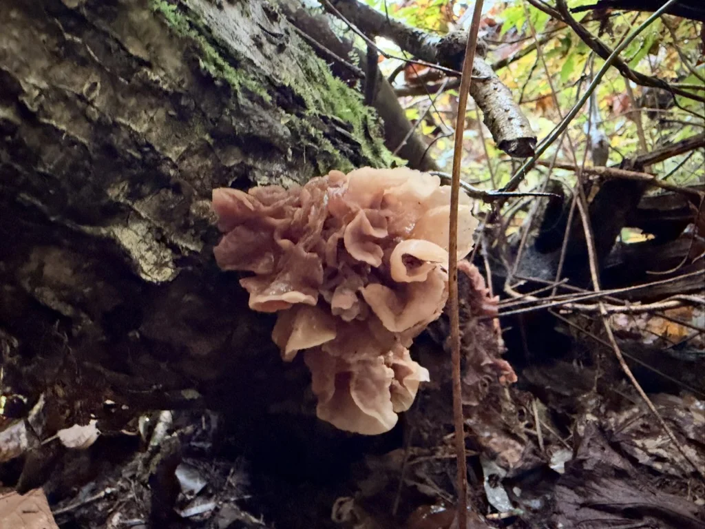 木の側面に生える、淡い桃褐色の花びら状のハナビラニカワタケ