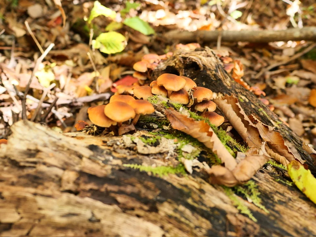 苔のついた倒木にまとまって生えるクリタケと思われるきのこ