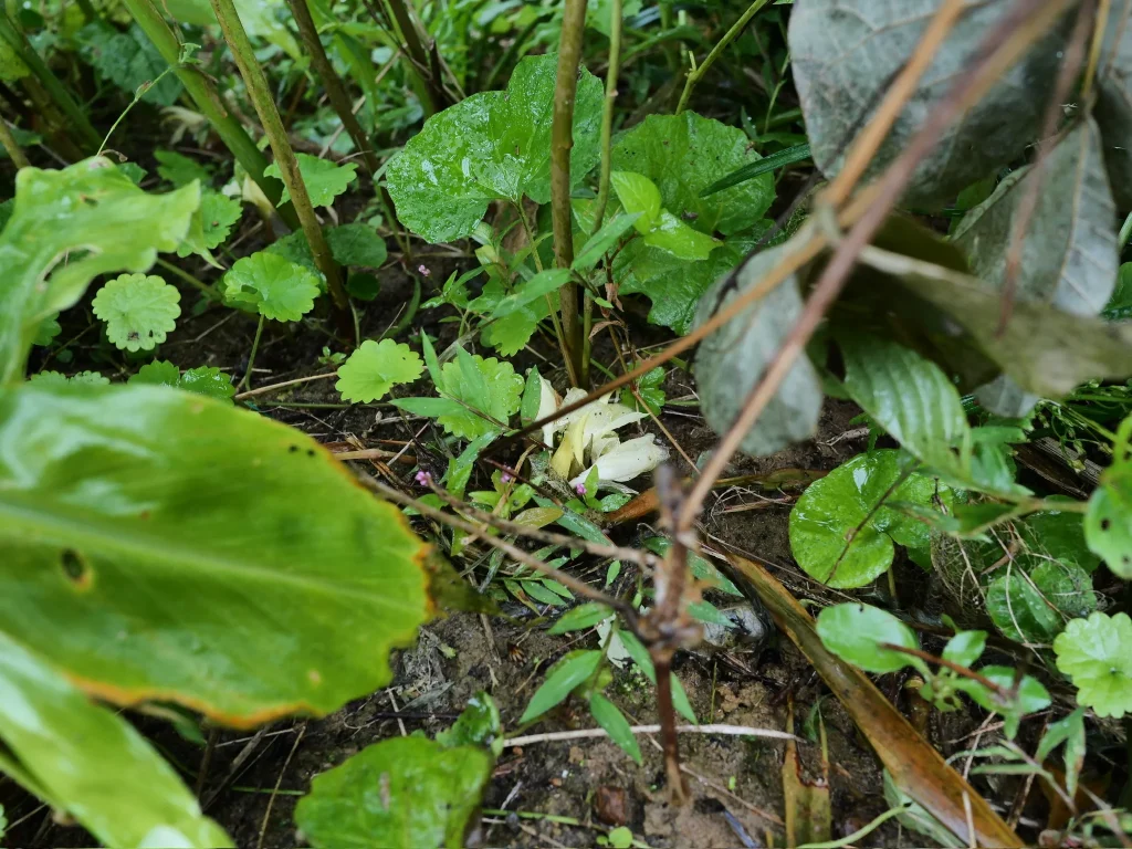 草や小枝に囲まれたミョウガの淡黄色の花