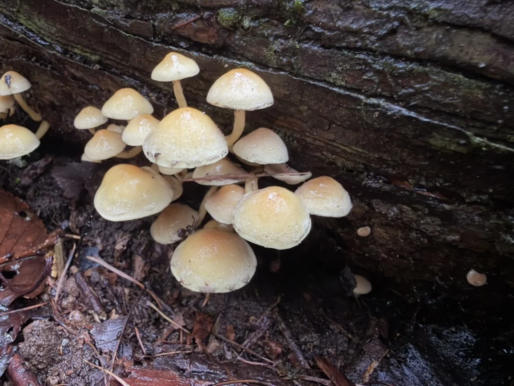 倒木の脇に群生する、淡黄色から黄褐色の傘をつけたニガクリタケ